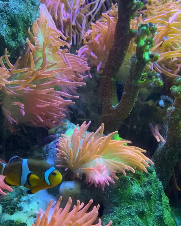 Marine biology outreach